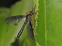 Dioctria oelandica 8, Zwartvleugelbladjager, Saxifraga-Ab H Baas