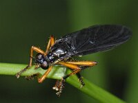 Dioctria oelandica 01 #07101 : Dioctria oelandica, Robber fly, Zwartvleugelbladrover