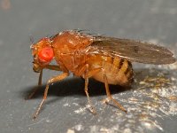 Dolichopodidae sp 1, Saxifraga-Ab H Baas