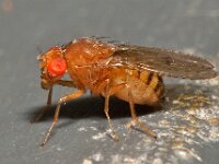 Dolichopodidae sp