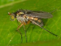 Dolichopodidae sp 2, Saxifraga-Ab H Baas