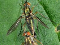 Vlieg copula 02 D3823  Vlieg copula  Collendoorn op 3 juli 2013 : Naar Naturalis in 2013