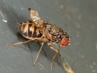 Drosophila repleta 1, Saxifraga-Ab H Baas