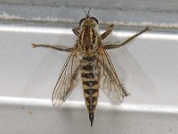 Dysmachus trigonus 01 #07461 : Dysmachus trigonus, Robber fly, Ruige Zandroofvlieg, female
