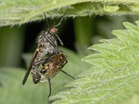 Empididae #01753 : Empididae, Dance fly, Dansvlieg, with prey