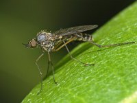 Empididae #04998 : Empididae, Dance fly, Dansvlieg