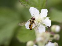 Snorzweefvlieg op Braam  The "Marmelade hoverfly" Episyrphus balteatus on Blackberry : color, colour, Dutch, Episyrphus balteatus, flora, floral, flower, fruitfly fruit flies, fruitfly fruitflies fly, Haamstede, Holland, horizontal, hoverfly hover flies, insect, nature natural, Netherlands, plant, summer