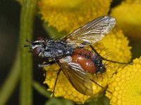 Eriothrix rufomaculata #03518 : Eriothrix rufomaculata, Parasitic fly, Sluipvlieg, female