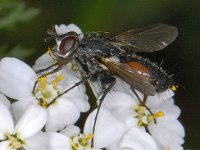Eriothrix rufomaculata #08233 : Eriothrix rufomaculata, Parasitic fly, Sluipvlieg