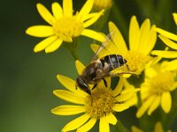 Eristalis nemorum 14, Puntbijvlieg, Saxifraga-Jan van der Straaten