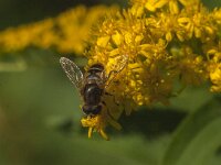 Eristalis nemorum 15, Puntbijvlieg, Saxifraga-Kees Laarhoven