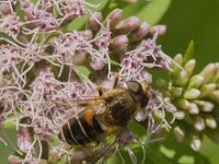 Eristalis nemorum 19, Puntbijvlieg, Saxifraga-Jan van der Straaten