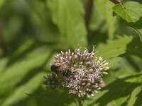 Eristalis nemorum 24, Puntbijvlieg, Saxifraga-Jan van der Straaten