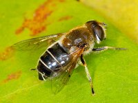 Eristalis nemorum #01183 : Eristalis nemorum, Puntbijvlieg
