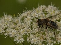 Eristalis nemorum 30, Puntbijvlieg, Saxifraga-Jan van der Straaten