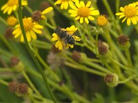 Eristalis nemorum 31, Puntbijvlieg, Saxifraga-Jan van der Straaten