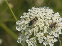 Eristalis nemorum 5 (left), Puntbijvlieg, Saxifraga-Kees Laarhoven