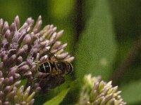 Eristalis nemorum 7, Puntbijvlieg, Saxifraga-Jan van der Straaten