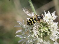Eupeodes luniger 3, Grote kommazweefvlieg, Saxifraga-Rutger Barendse