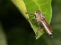 Eutolmus rufibarbis 3, Roodbaardroofvlieg, Saxifraga-Tom Heijnen