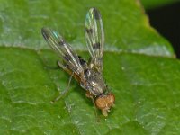 Geomyza tripunctata #12891 : Geomyza tripunctata, Fly With Spotted Wings, Grasvlieg