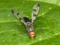 Geomyza tripunctata 01 #09871 : Geomyza tripunctata, Fly With Spotted Wings, Grasvlieg