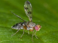 Geomyza tripunctata 01 #09873 : Geomyza tripunctata, Fly With Spotted Wings, Grasvlieg