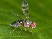 Geomyza tripunctata 01 #09873 : Geomyza tripunctata, Fly With Spotted Wings, Grasvlieg