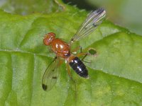 Geomyza #08209 : Geomyza, Fly With Spotted Wings, Grasvlieg