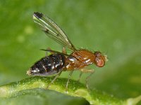 Geomyza #09278 : Geomyza, Fly With Spotted Wings, Grasvlieg