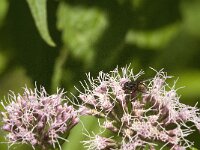 Graphomya maculata 10, Saxifraga-Jan van der Straaten