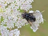 Graphomya maculata 11, Saxifraga-Tom Heijnen