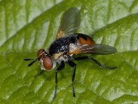 Gymnosoma rotundatum 01 #03784 : Gymnosoma rotundatum, Tachinid Fly, Sluipvlieg, female