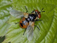Gymnosoma rotundatum 01 #03789 : Gymnosoma rotundatum, Tachinid Fly, Sluipvlieg, female