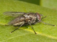 Helina evecta 4, Saxifraga-Ab H Baas