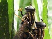 Helophilus pendulus 20, Gewone pendelvlieg, Saxifraga-Frank Dorsman  Helophilus pendulus, Gewone pendelzweefvlie​g Hillegom 220611