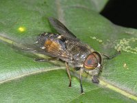 Hybomitra bimaculata #08447 : Hybomitra bimaculata, Horse fly, Bosknobbeldaas