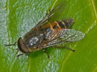 Hybomitra muehlfeldi 3, Veenknobbeldaas, male, Saxifraga-Ab H Baas