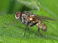 Hydrophoria lancifer 2, Saxifraga-Ab H Baas