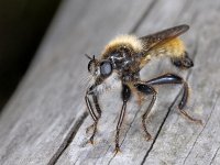 Laphria flava 01 #02163 : Laphria flava, Robber fly, Ruige roofvlieg, male