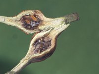 Lasioptera rubi 1, Frambozentakgalmug, larvae, Saxifraga-Frits Bink