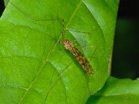 Limonia nubeculosa