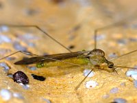 Limoniidae 01 #00760 : Limoniidae, Limoniid Crane Flies, male