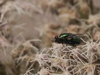 Lucilia sp 10, Vleesvlieg, Saxifraga-Jan van der Straaten
