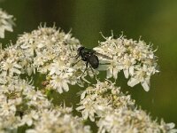 Lucilia sp 14, Vleesvlieg, Saxifraga-Jan van der Straaten
