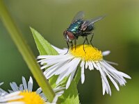 Lucilia sp 16, Vleesvlieg, Saxifraga-Tom Heijnen