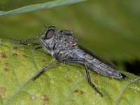 Machimus atricapillus #03922  Stegeren : Machimus atricapillus, Robber fly, Roofvlieg, female
