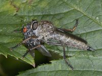Machimus atricapillus #04025 : Machimus atricapillus, Robber fly, Roofvlieg, female, with prey