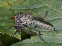 Machimus atricapillus #04025 : Machimus atricapillus, Robber fly, Roofvlieg, female, with prey