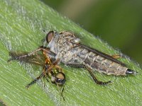Machimus atricapillus #09057 : Machimus atricapillus, Robber fly, Roofvlieg, female, with prey Chloromyia formosa